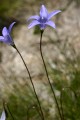 Thredbo Blues 0159